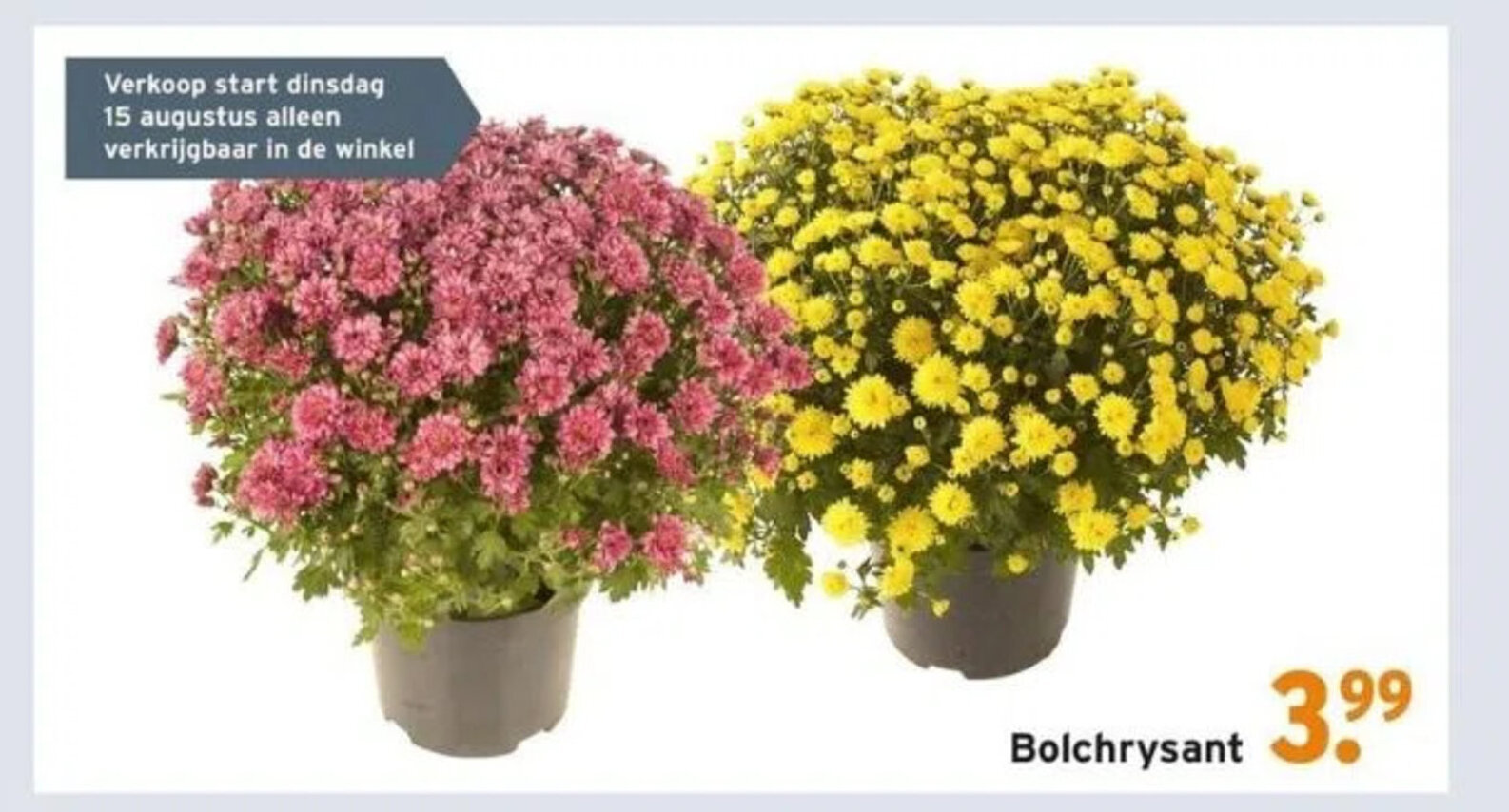 Bolchrysant aanbieding bij GAMMA