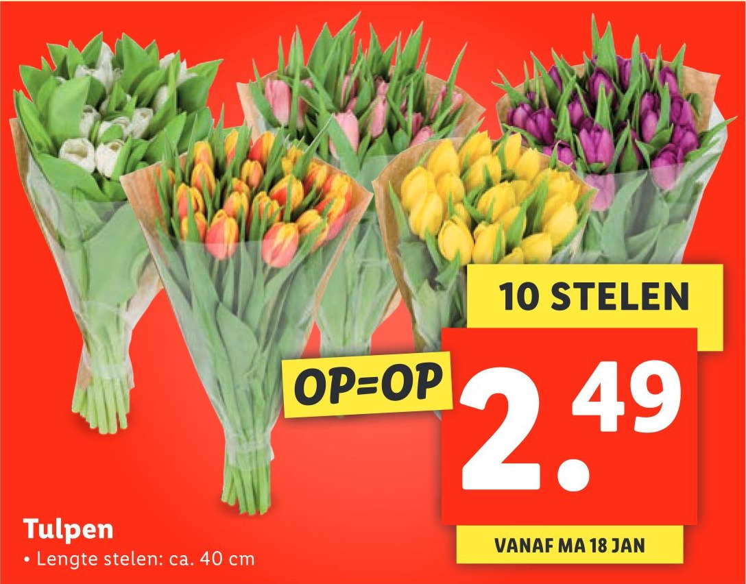 Tulpen aanbieding bij Lidl