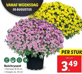 Lidl Bolchrysant • potmaat: ø 19 cm • hoogte: ca. 45 cm aanbieding