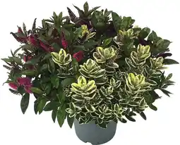Intratuin Struikveronica (hebe 'addenda donna trio') d 23 h 45 cm aanbieding