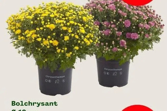 Welkoop Bolchrysant aanbieding