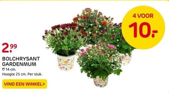 Praxis Bolchrysant gardenmum aanbieding