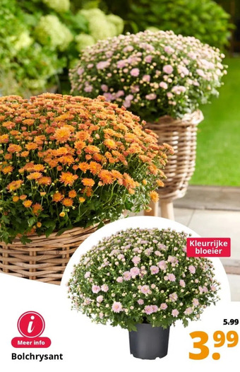 GroenRijk Bolchrysant aanbieding