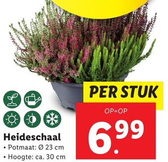 Lidl Heideschaal aanbieding