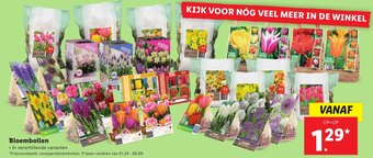 Lidl Bloembollen aanbieding