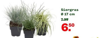 Welkoop Siergras ø 17 cm aanbieding