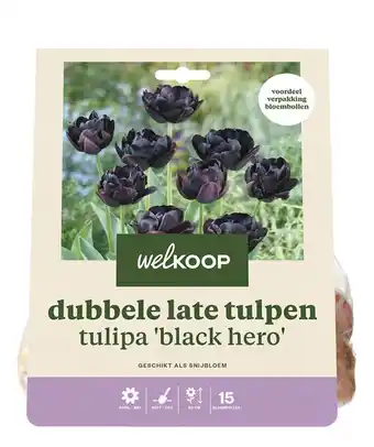 Welkoop Welkoop tulp black hero - bloembollen - 15 stuks aanbieding