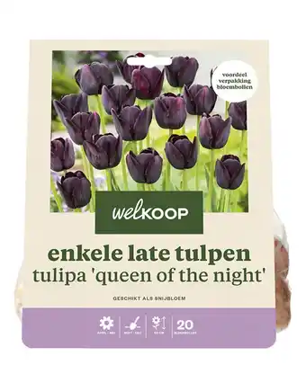 Welkoop Welkoop tulp queen of night - bloembollen - 20 stuks aanbieding