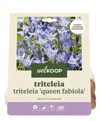 Welkoop Welkoop triteleia queen fabiola - bloembollen - 80 stuks aanbieding