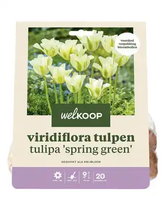 Welkoop Welkoop tulp spring green - bloembollen - 20 stuks aanbieding