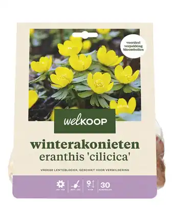 Welkoop Welkoop winterakoniet eranthis cilicica - bloembollen - 30 stuks aanbieding