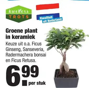 ALDI Groene plant in keramiek aanbieding