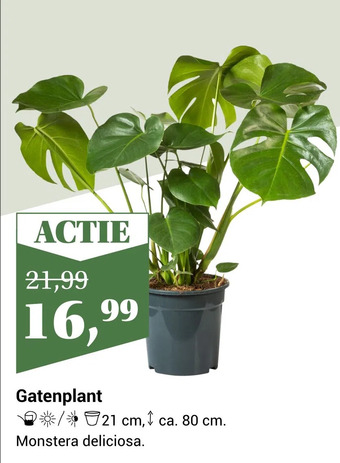 Tuincentrum Osdorp Gatenplant aanbieding