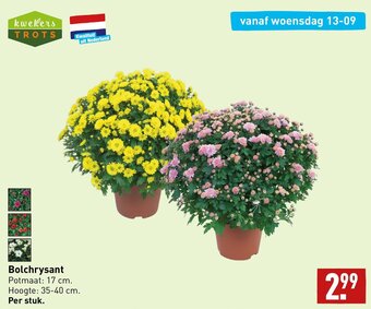 ALDI Bolchrysant aanbieding