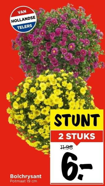 Vomar Voordeelmarkt Bolchrysant 19cm aanbieding