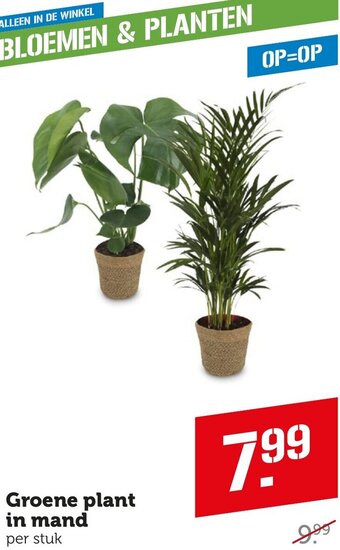 Coop Groene plant in mand aanbieding