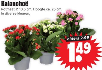 Dirk Kalanchoë aanbieding