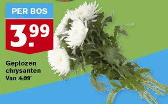 Hoogvliet Geplozen chrysanten aanbieding