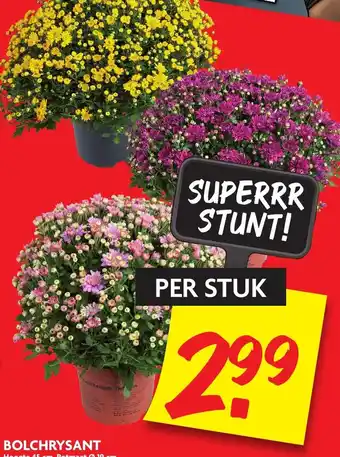 Dekamarkt Bolchrysant aanbieding