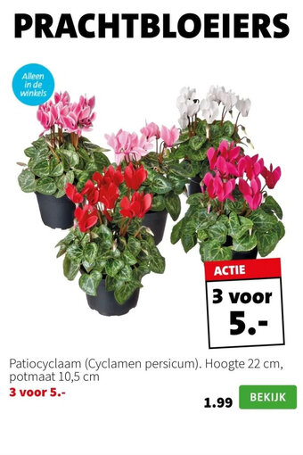 Intratuin Patiocyclaam (Cyclamen persicum). Hoogte 22 cm, potmaat 10,5 cm aanbieding