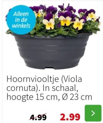 Intratuin Hoornviooltje (Viola cornuta). In schaal, hoogte 15 cm, Ø 23 cm aanbieding