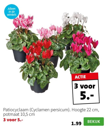 Intratuin Patiocyclaam (cyclamen persicum). hoogte 22 cm, potmaat 10,5 cm aanbieding