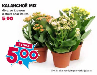 Boon`s Markt Kalanchoë mix aanbieding