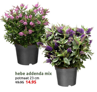 Deka Tuin hebe addenda mix potmaat 23 cm aanbieding