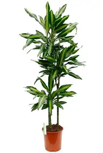 123Planten Dracaena cintho aanbieding