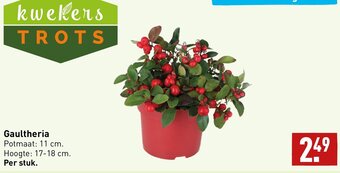 ALDI Gaultheria aanbieding