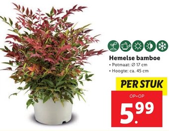 Lidl Hemelse bamboe aanbieding