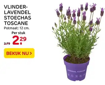 Praxis Vlinder- lavendel stoechas toscane aanbieding