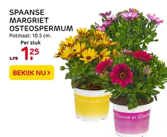 Praxis Spaanse margriet osteospermum aanbieding