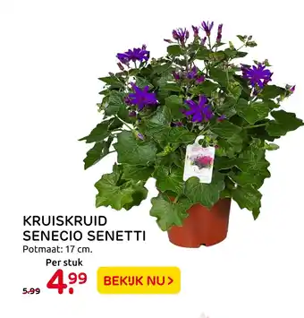 Praxis Kruiskruid senecio senetti aanbieding