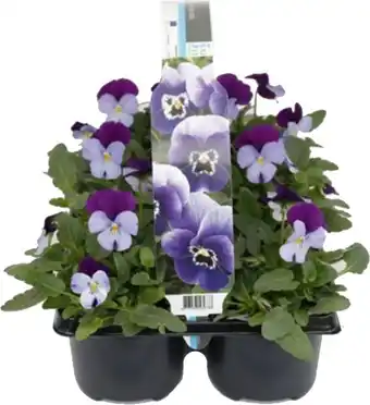 Intratuin Hoornviool (viola cornuta) six-pack licht paars d 9 h 10 cm aanbieding