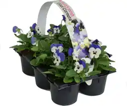 Intratuin Hoornviool (viola cornuta) six-pack blauw d 9 h 12 cm aanbieding