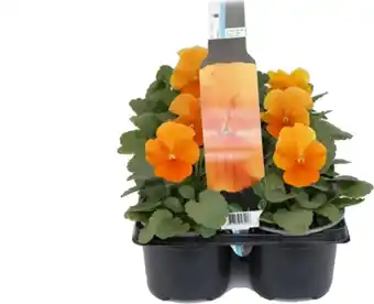 Intratuin Viooltje (viola f1) six-pack oranje d 9 h 10 cm aanbieding