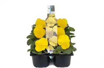 Intratuin Viooltje (viola f1) six-pack geel d 9 h 10 cm aanbieding