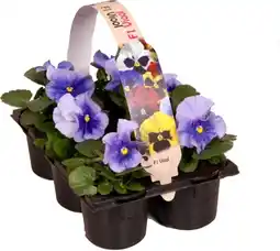 Intratuin Viooltje (viola f1) six-pack blauw d 9 h 10 cm aanbieding