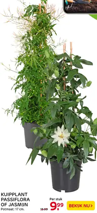 Praxis Kuipplant passiflora of jasmun aanbieding