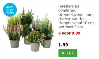 Intratuin Heesters en coniferen. groenblijvend, mini, diverse soorten. hoogte vanaf 10 cm, potmaat 9 cm aanbieding