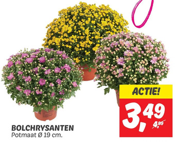 Dekamarkt Bolchrysanten aanbieding