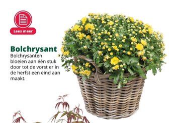 GroenRijk Bolchrysant aanbieding