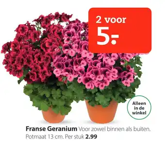 Boerenbond Franse geranium aanbieding