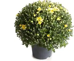 Intratuin Bolchrysant (chrysanthemum) geel d 19 h 45 cm aanbieding