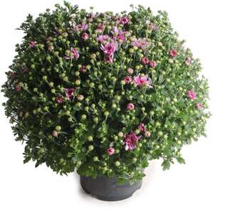 Intratuin Bolchrysant (chrysanthemum) paars d 19 h 45 cm aanbieding