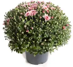 Intratuin Bolchrysant (chrysanthemum) roze d 19 h 45 cm aanbieding