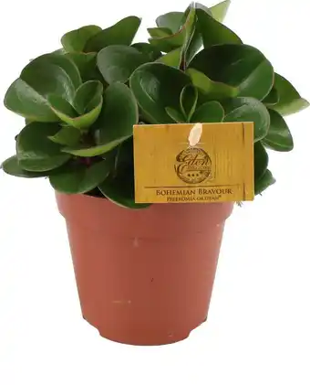 Intratuin Peperomia (peperomia obtusifolia 'obtipan') d 12 h 20 cm aanbieding