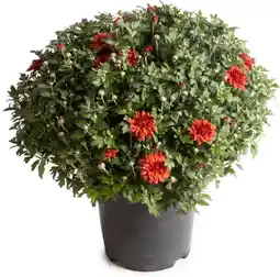 Intratuin Bolchrysant (chrysanthemum) rood d 19 h 45 cm aanbieding