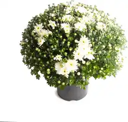 Intratuin Bolchrysant (chrysanthemum) wit d 19 h 45 cm aanbieding